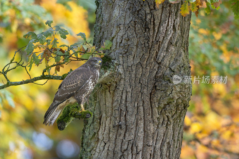 普通秃鹰(Buteo Buteo)